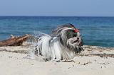SHIH TZU 076